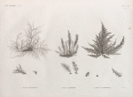 Botanique. 1. Fucus spinulosus; 2. Fucus taxiformis; 3. Fucus cyanospermus.