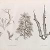 Botanique. 1-4. Fucus proteus; 5. Ulva fasciata.