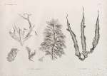 Botanique. 1-4. Fucus proteus; 5. Ulva fasciata.