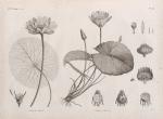 Botanique. 1. Nymphæa lotus; 2. Nymphæa cærulea.