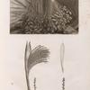Botanique. Palmier dattier (Phoenix dactylifera). 1. Détail de la feuille et de la grappe; 2.3. Détail de la fructification.