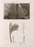 Botanique. Palmier dattier (Phoenix dactylifera). 1. Détail de la feuille et de la grappe; 2.3. Détail de la fructification.