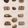 Minéralogie. Tombeaux des Rois, Pyramides de Memphis. 1-4. Pierres siliceuses figurées; 5.6.8.9. Pierres calcaires employées à la construction des pyramides; 7.10-12. Coquilles fossiles.