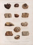 Minéralogie. Tombeaux des Rois, Pyramides de Memphis. 1-4. Pierres siliceuses figurées; 5.6.8.9. Pierres calcaires employées à la construction des pyramides; 7.10-12. Coquilles fossiles.