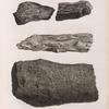 Minéralogie. Déserts voisins de l'Égypte. Bois petrifiés.