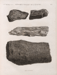 Minéralogie. Déserts voisins de l'Égypte. Bois petrifiés.