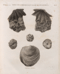 Minéralogie. Bords de la Mer Rouge et Vallée de l'Égarement. Coquilles fossiles.