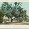 Orange Grove Ave., Pasadena, Calif.