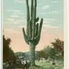 Giant Cactus, Phoenix, Ariz.