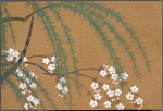 Momoyogusa