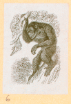 Monkeys and apes.