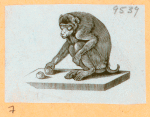 Monkeys and apes.