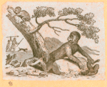 Monkeys and apes.