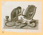 Monkeys and apes.