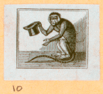 Monkeys and apes.
