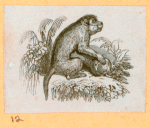 Monkeys and apes.