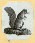 Squirrels.