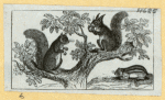 Squirrels.