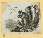 Squirrels.