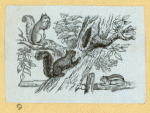 Squirrels.