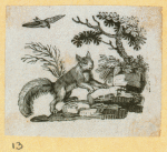 Squirrels.