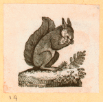 Squirrels.