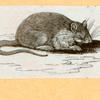 Rats, mice and cavies.