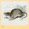 Rats, mice and cavies.
