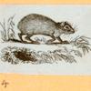 Rats, mice and cavies.