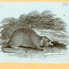 Rats, mice and cavies.