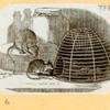 Rats, mice and cavies.