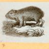 Rats, mice and cavies.