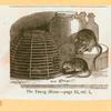 Rats, mice and cavies.