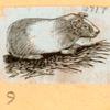 Rats, mice and cavies.