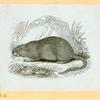 Rats, mice and cavies.