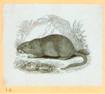 Rats, mice and cavies.