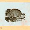 Rats, mice and cavies.