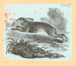 Rabbits and other rodents.