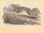 Rabbits and other rodents.