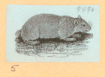 Rabbits and other rodents.