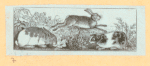 Rabbits and other rodents.