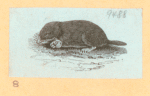 Rabbits and other rodents.