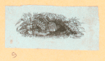 Rabbits and other rodents.