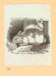 Rabbits and other rodents.