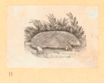 Rabbits and other rodents.