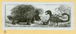 Armadillos, beavers, porcupines, and weasels.