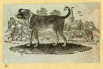 Dogs.