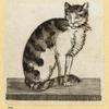 Cats.