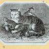 Cats.
