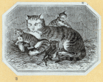 Cats.